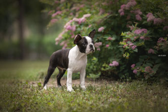 бостон терьер, boston terrier, boston terrier photos, boston terrier kennel, бостон, бостон терьер щенки, бостон терьер фото, бостон терьер питомник, бостон терьер санкт-петербург, бостон терьер спб, бостон-терьер, бостон_терьер
