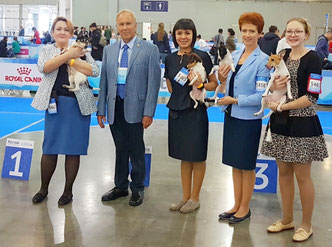 #тойфокстерьер #амертой #террабалтика #toyfoxterrier #terrabaltika #puppies #kennel