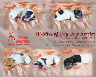 #тойфокстерьер #амертой #террабалтика #toyfoxterrier #terrabaltika #puppies #kennel
