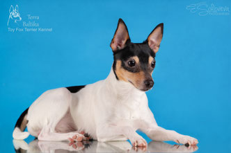 #тойфокстерьер #амертой #террабалтика #toyfoxterrier #terrabaltika #puppies #kennel