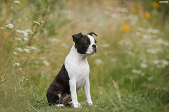 бостон терьер, boston terrier, boston terrier photos, boston terrier kennel, бостон, бостон терьер щенки, бостон терьер фото, бостон терьер питомник, бостон терьер санкт-петербург, бостон терьер спб, бостон-терьер, бостон_терьер