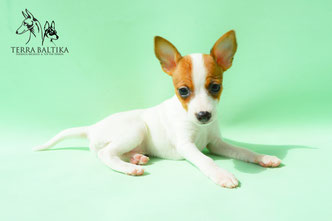 #тойфокстерьер #амертой #террабалтика #toyfoxterrier #terrabaltika #puppies #kennel