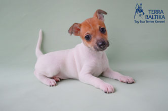#тойфокстерьер #амертой #террабалтика #toyfoxterrier #terrabaltika #puppies #kennel
