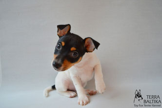 #тойфокстерьер #амертой #террабалтика #toyfoxterrier #terrabaltika #puppies #kennel