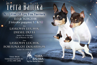 #тойфокстерьер #амертой #террабалтика #toyfoxterrier #terrabaltika #puppies #kennel