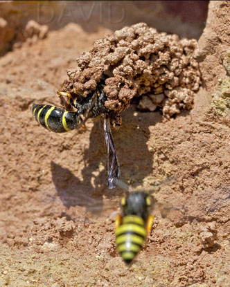 Schornsteinwespe Odynerus spinipes Insektennisthilfe Lehmwand  spiny mason wasp clay insect nesting aid