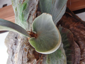 ビカクシダ スパーバム(Platycerium superbum)について - 近藤仁