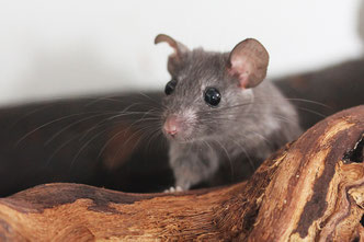 Dunkle Nilstachelmaus (A. cahirinus cahirinus)