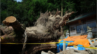 緊急調査報告 岐阜県大湫神明神社御神木倒木の原因を考える