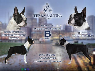 бостон терьер, бостонский терьер, boston terrier, бостон, щенки бостона, питомник бостонов