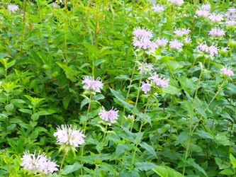 信州八ヶ岳富士見高原ペンション ポーラースターのホームページ 信州八ヶ岳富士見高原 ペンションポーラスター