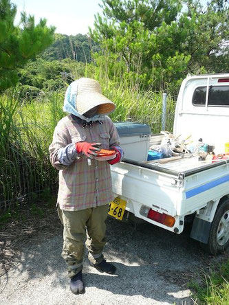 除虫菊...蚊取り線香を準備している妻・操さん