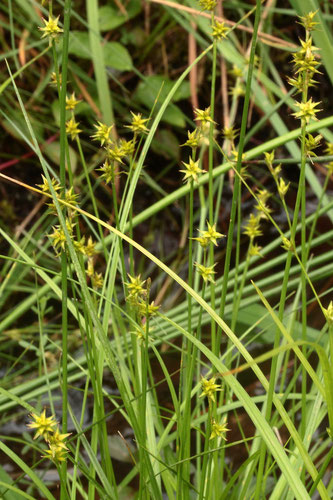 Stern-Segge (Igel-Segge) - Carex echinata; Wegrand im oberen Gaistal bei Bad Herrenalb - Nähe Albquelle (G. Franke, 14.06.2018)