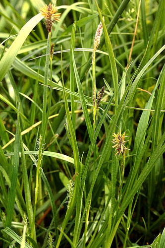 Behaarte Segge - Carex hirta; Wegrand/ Wiesenrand bei Karlsbad-Spielberg (G. Franke)