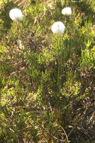 Scheiden-Wollgras - Eriophorum vaginatum; Nordschwarzwald - am Hochkopf (G. Franke, 11.06.2017)