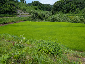 高橋さんの田んぼ川の近く