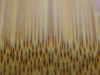 « Bamboo fiber microscope » par tamakisono — http://www.flickr.com/photos/tamakisono/2510512987/. Sous licence CC BY 2.0 via Wikimedia Commons - https://commons.wikimedia.org/wiki/File:Bamboo_fiber_microscope.jpg#/media/File:Bamboo_fiber_microscope.jpg