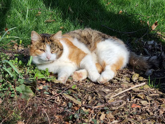 Frieda- unsere Hofkatze
