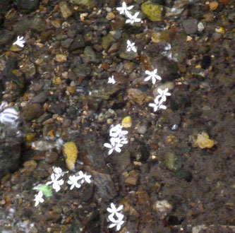 川面を流れゆく~センダンの花たち・・(箕面川で)