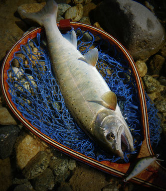 秋山女魚尺半強