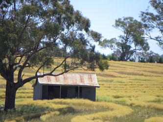 Old tin hut.