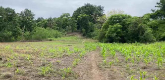 South Sumba property for sale