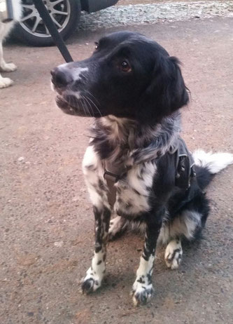 Cleo, Münsterländer-Border Collie Mix 