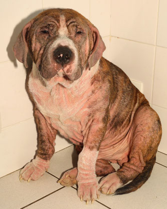 Maladie de peau du chien avec photos : Image 2