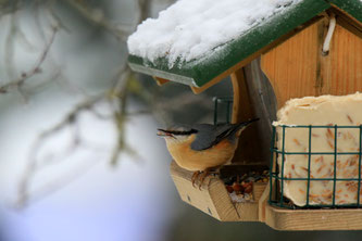 Winterfütterung (Foto: Ingo Rittscher, LBV-Bildarchiv)