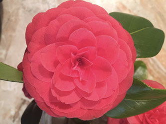 Patrice, garde l'oeil bien ouvert sur toutes ces merveilles de ton jardin!!
