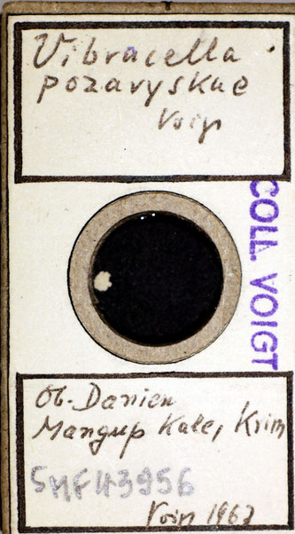 Senckenberg, Bryozoa, Bryozoen, Moostierchen, Sammlung Voigt