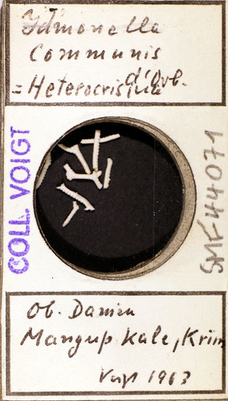 Bryozoa aus Sammlung Senckenberg Frankfurt, CC BY:  Dr. Rainer Teubner