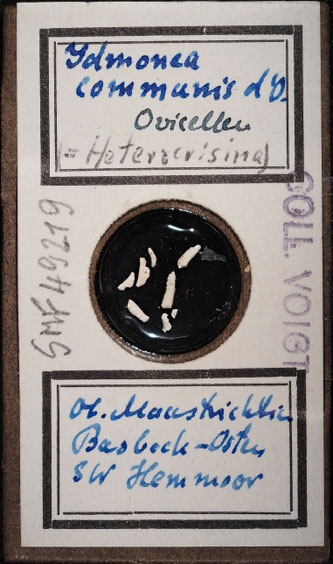 Senckenberg, Bryozoa, Bryozoen, Moostierchen, Sammlung Voigt