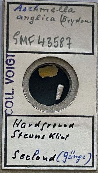 Senckenberg, Bryozoa, Bryozoen, Moostierchen, Sammlung Voigt