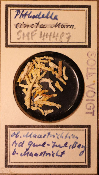 Bild 56 Bryozoa aus Sammlung Senckenberg Frankfurt, CC BY: Dr. Rainer Teubner 