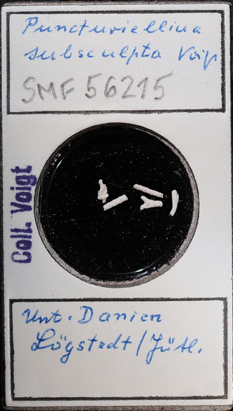 Senckenberg, Bryozoa, Bryozoen, Moostierchen, Sammlung Voigt