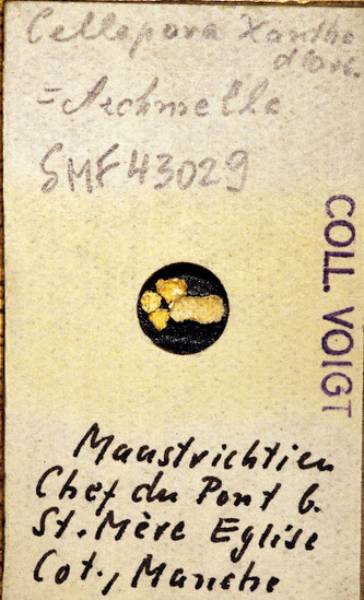 Senckenberg, Bryozoa, Bryozoen, Moostierchen, Sammlung Voigt