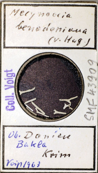 Senckenberg, Bryozoa, Bryozoen, Moostierchen, Sammlung Voigt