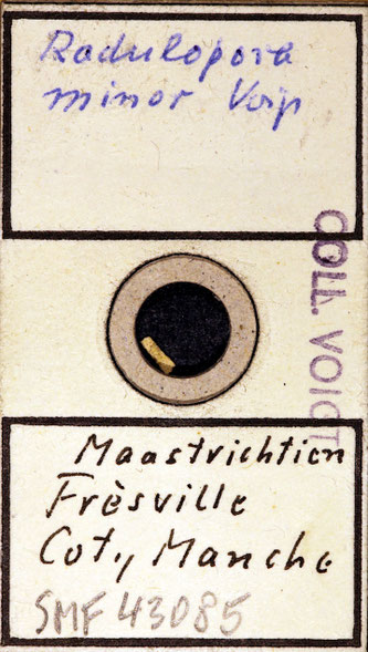 Senckenberg, Bryozoa, Bryozoen, Moostierchen, Sammlung Voigt