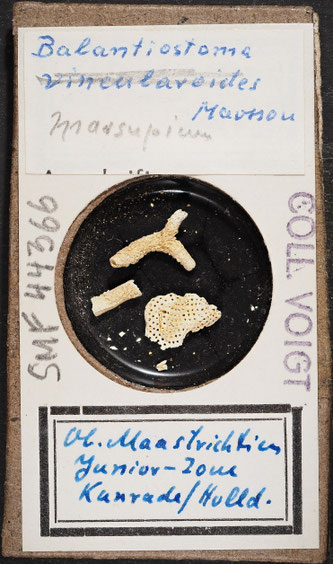 Bryozoa aus Sammlung Senckenberg Frankfurt, CC BY: Michael Sondermann