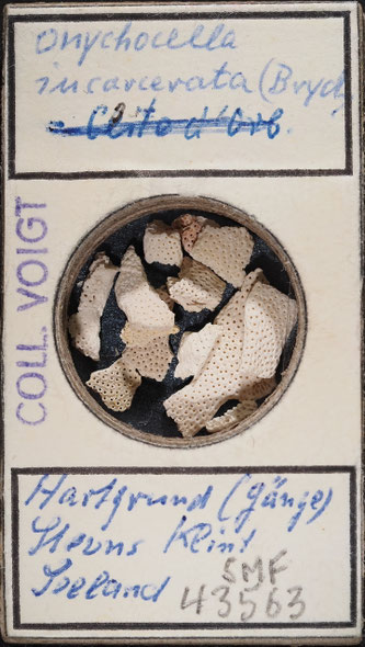 Senckenberg, Bryozoa, Bryozoen, Moostierchen, Sammlung Voigt