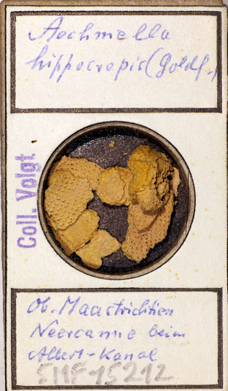 Senckenberg, Bryozoa, Bryozoen, Moostierchen, Sammlung Voigt