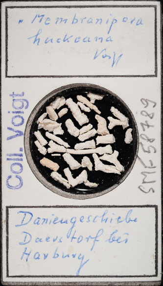 Senckenberg, Bryozoa, Bryozoen, Moostierchen, Sammlung Voigt