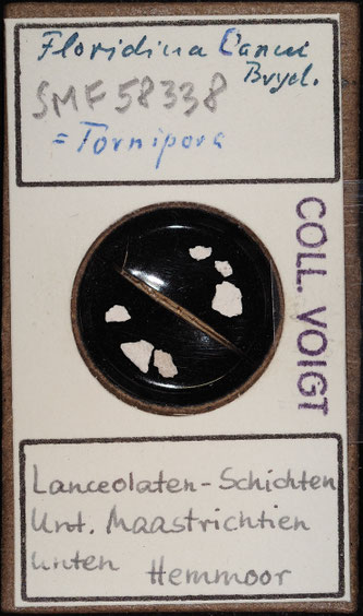 Senckenberg, Bryozoa, Bryozoen, Moostierchen, Sammlung Voigt