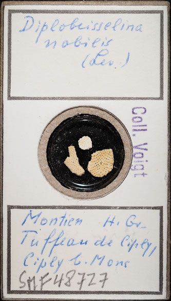 Senckenberg, Bryozoa, Bryozoen, Moostierchen, Sammlung Voigt