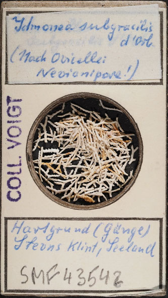 Senckenberg, Bryozoa, Bryozoen, Moostierchen, Sammlung Voigt