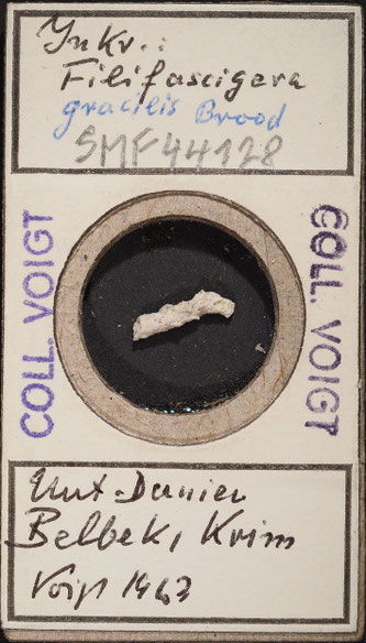 Bryozoen Sammlung Senckenberg Frankfurt,  