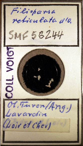 Senckenberg, Bryozoa, Bryozoen, Moostierchen, Sammlung Voigt