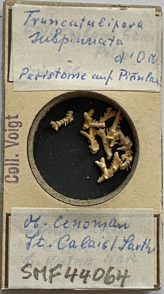 Senckenberg, Bryozoa, Bryozoen, Moostierchen, Sammlung Voigt