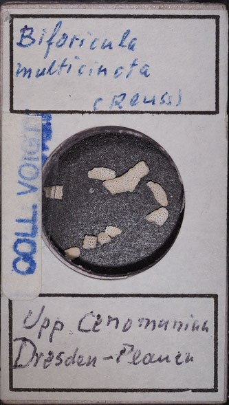 Senckenberg, Bryozoa, Bryozoen, Moostierchen, Sammlung Voigt